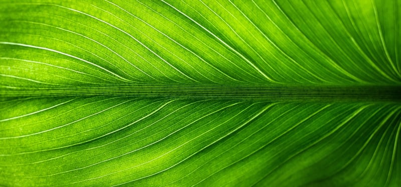 Eco-Friendly Menus