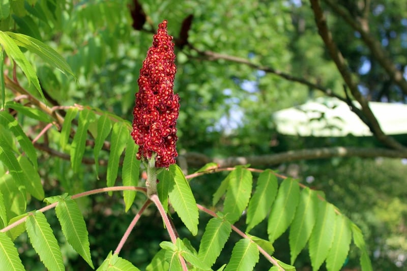 Sumac from the Middle East